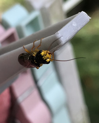 Acantholyda posticalis