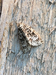 Acronicta fragilis