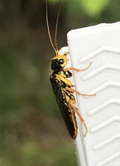 Acantholyda posticalis