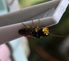 Acantholyda posticalis