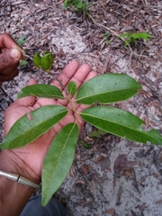 Diospyros tropophylla image