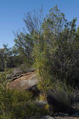 Hakea recurva recurva