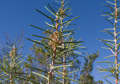 Hakea recurva recurva