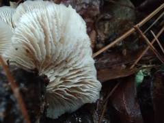 Lentinellus subaustralis