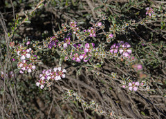 Leptospermum roei