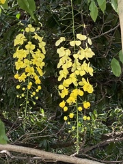 Cassia fistula