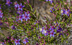 Calytrix violacea