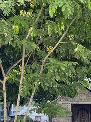 Cassia fistula