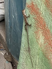 Calotes versicolor