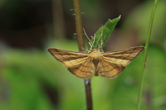 Idaea aureolaria
