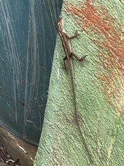 Calotes versicolor