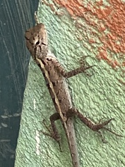 Calotes versicolor
