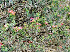 Delosperma multiflorum