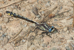 Phanogomphus kurilis