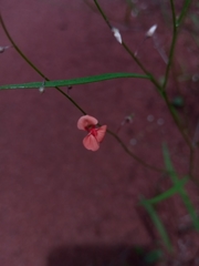 Microcharis