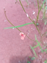 Microcharis