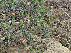 Delosperma multiflorum