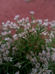 Polycarpon prostratum