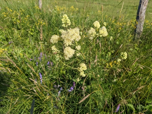 žltuška lesklá (Thalictrum lucidum)