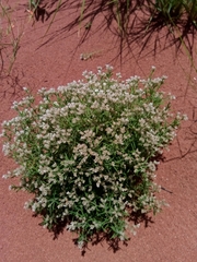 Polycarpon prostratum