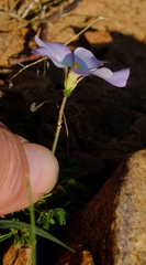 Oxalis campylorrhiza