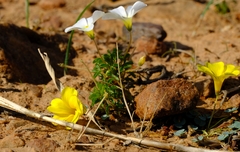 Oxalis campylorrhiza