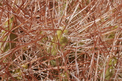 Maihueniopsis camachoi