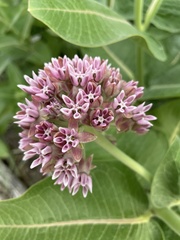 Asclepias speciosa × syriaca