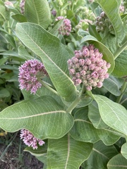 Asclepias speciosa × syriaca