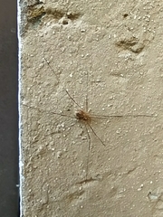 Rilaena triangularis