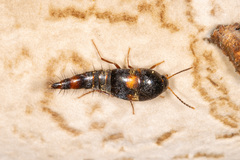 Sepedophilus bipustulatus