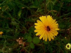 Chasmatopterus
