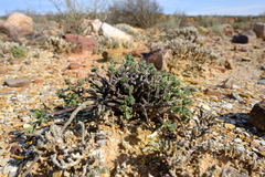 Pelargonium karooicum