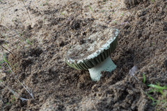 Amanita austroviridis