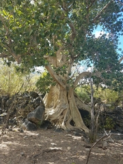 Ficus petiolaris palmeri