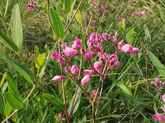 Apocynum venetum