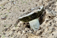 Amanita austroviridis