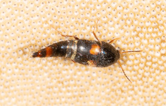 Sepedophilus bipustulatus