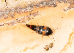 Sepedophilus bipustulatus