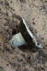 Amanita austroviridis