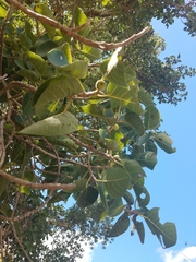Ficus petiolaris palmeri