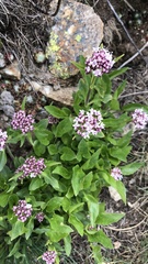 Valeriana montana