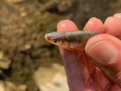 Lythrurus fasciolaris