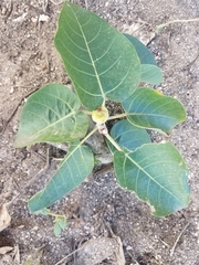 Ficus petiolaris palmeri