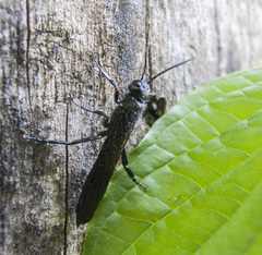 Tremex magus