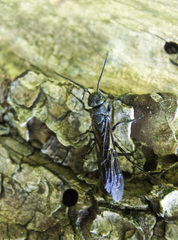 Tremex magus