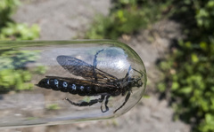 Tremex magus