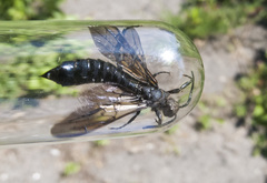 Tremex magus