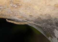 Keroplatus