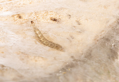 Keroplatus